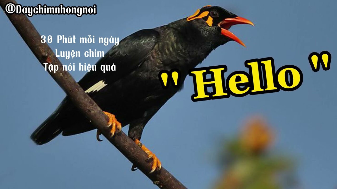 Dạy Nhồng (Yểng) nói - Cưỡng - Vẹt - Sáo Nói Nhanh Chóng - Hiệu Quả | Dạy Chim nói 