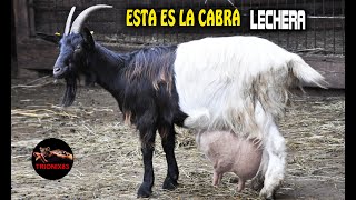 ESTA ES LA CABRA MAS LECHERA DEL MUNDO ¿Cuáles son mejores Cabras lecheras del mundo?