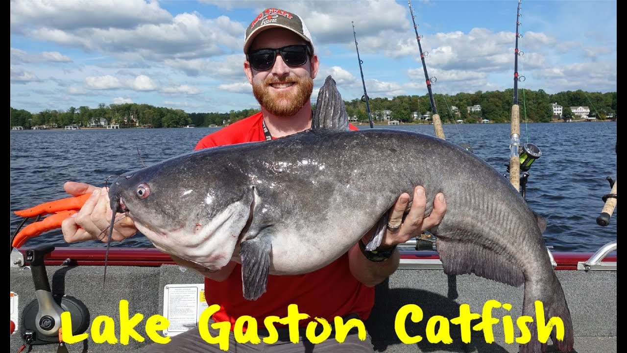 Lake Gaston Catfish 