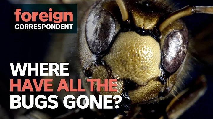 Are we living through an insect extinction? | Foreign Correspondent