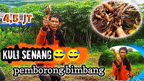 Riviu singkong super jenis celeng/garuda (RUMBIA)