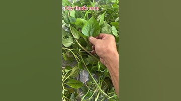 Cây cỏ hôi viêm mũi gặp e nó #caythuocnam #caycomui #cohoi #viemxoang #cutlon