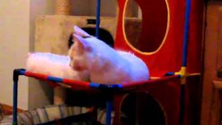 Turkish Van Kittens Playing --  9 Weeks Old by Carol Edquist 93 views 13 years ago 59 seconds