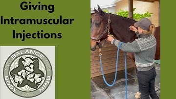 How to Give our Horse a Shot, or Intramuscular Injections