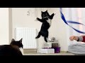 The ninja cats Uni and Nami