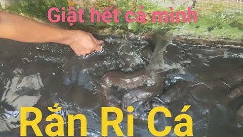 mô hình nuôi Rắn ri cá sinh sản cung cấp rắn giống 0355783381