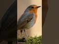 the most beautiful incredibly small and clever bird