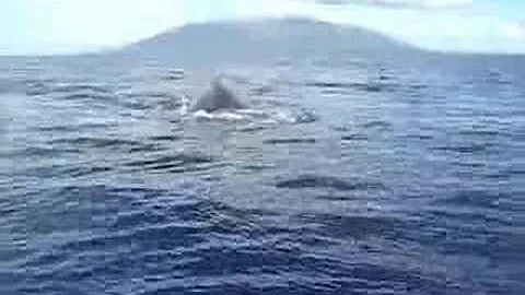 Rebecca Goff Whale Mugging Ty #1