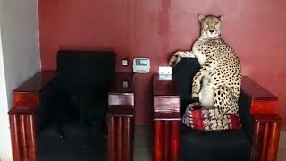 Adopted Handicapped Cheetah Sits in Tiny Dog Bed | Cute Big Cat Stands Like A Meerkat Climbs On Car