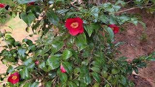 Camellia japonica cv Korean Flame