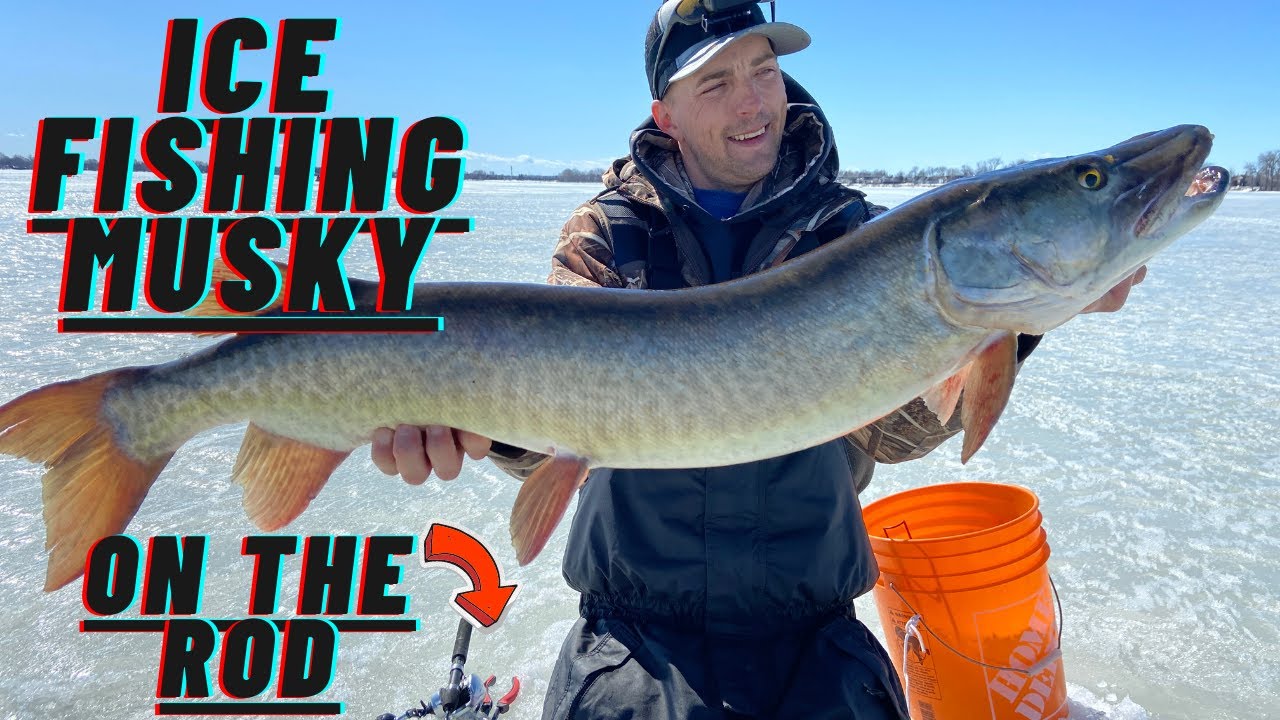 ICE Fishing MUSKY on the Rod Crazy fight almost SNAPS the ROD