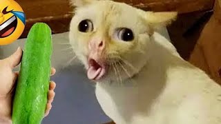 Attack on insect😱funniest cat's video😍 |😂😂🤣| New funny video 🤣🤣| part 65 |@Laughing_pawas