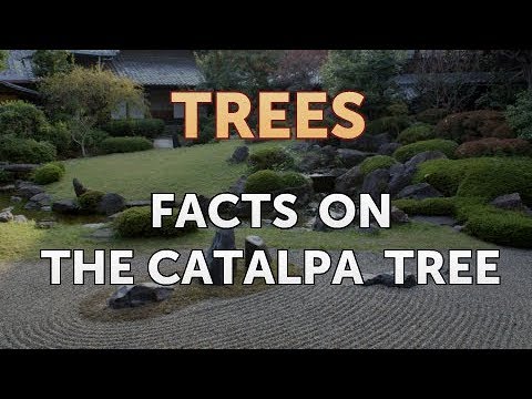 Vídeo: Quão rápido uma catalpa do norte cresce?