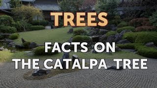 Facts On The Catalpa Tree