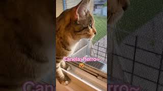 Canela says “Herro!”😻😹