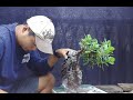 Ficus Microcarpa Roots Over Rock Bonsai # How to Roots Over Rock