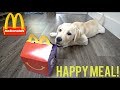 LABRADOR PUPPY HAS FIRST MCDONALDS HAPPY MEAL!!