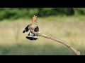 Photographing a Hoopoe