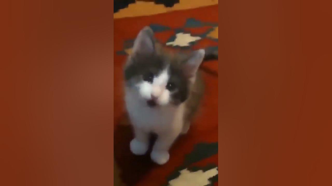Мяуканье кошек! - YouTube
