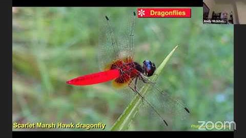 The Wonder of Insect Flight (with Prof. Andy McIntosh)