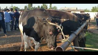 Андижон Балиқчи мол бозор. Сифат. 14.06.2020