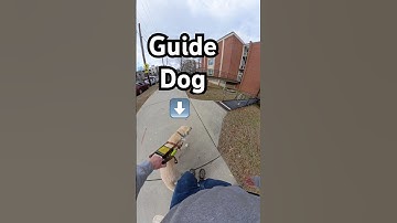 What Do You Do When Your Guide Dog Won’t Go Forward?! #guidedog #dog #dogs