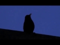 Amsel singt früh am Morgen - Topqualität - Juli 2011