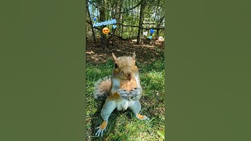 An adorably cute squirrel catches a walnut!!!😍🐿️ #squirrelwhisperer #melgsbackyardsquirreling
