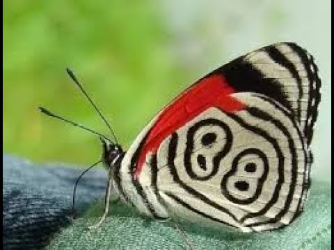 # غذاء - النحل – النمل – الفراشة – وتلقيح الزهور - العنكبوت – من الرازق؟ 😂