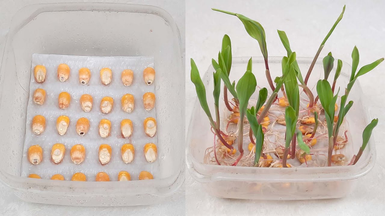 how to grow sweet corn || Grow Corn Quick and Easy - YouTube