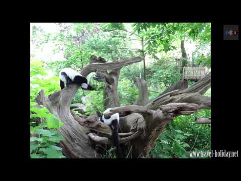 Apenheul Primate Park,