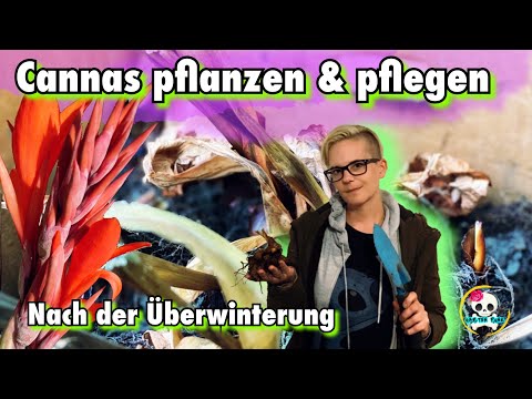 Video: Pflege von Kanna-Pflanzen: Tipps zum Anbau von Kanna-Pflanzen