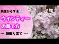 失敗から学ぶ💦ウインティーの育て方。