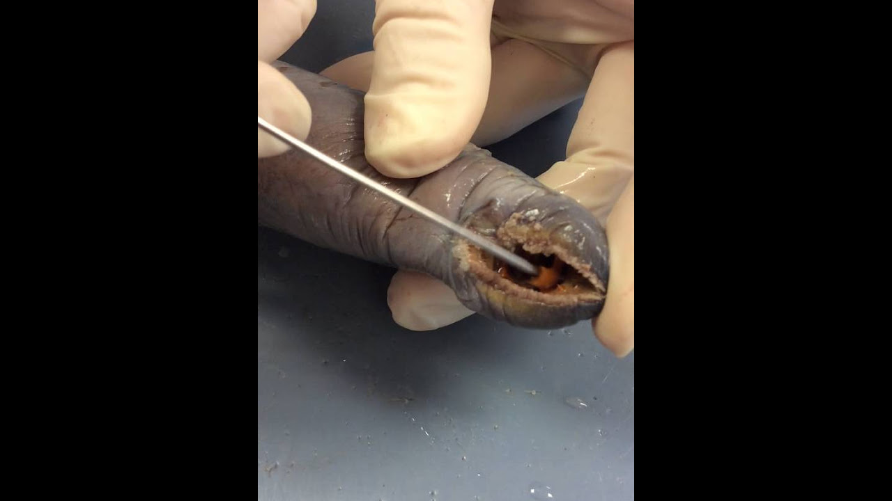 External Lamprey Dissection