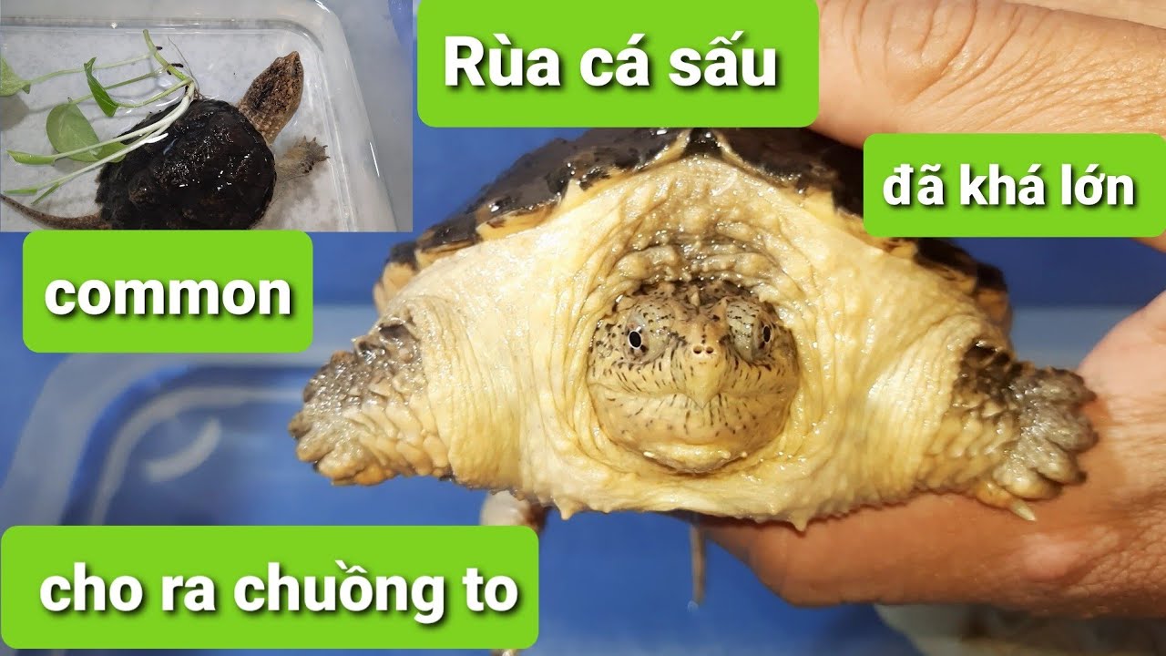 Con rùa cá sấu common đã lớn nên cho ra chuồng to hơn. - YouTube