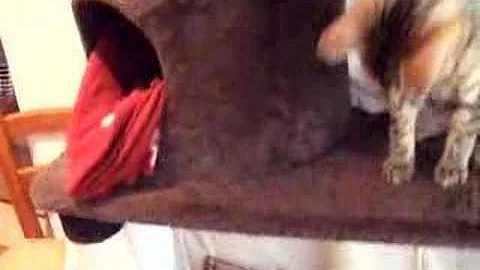 Video 55131: bengal egyptian mau, egyptian mau cat, bengal cat playing