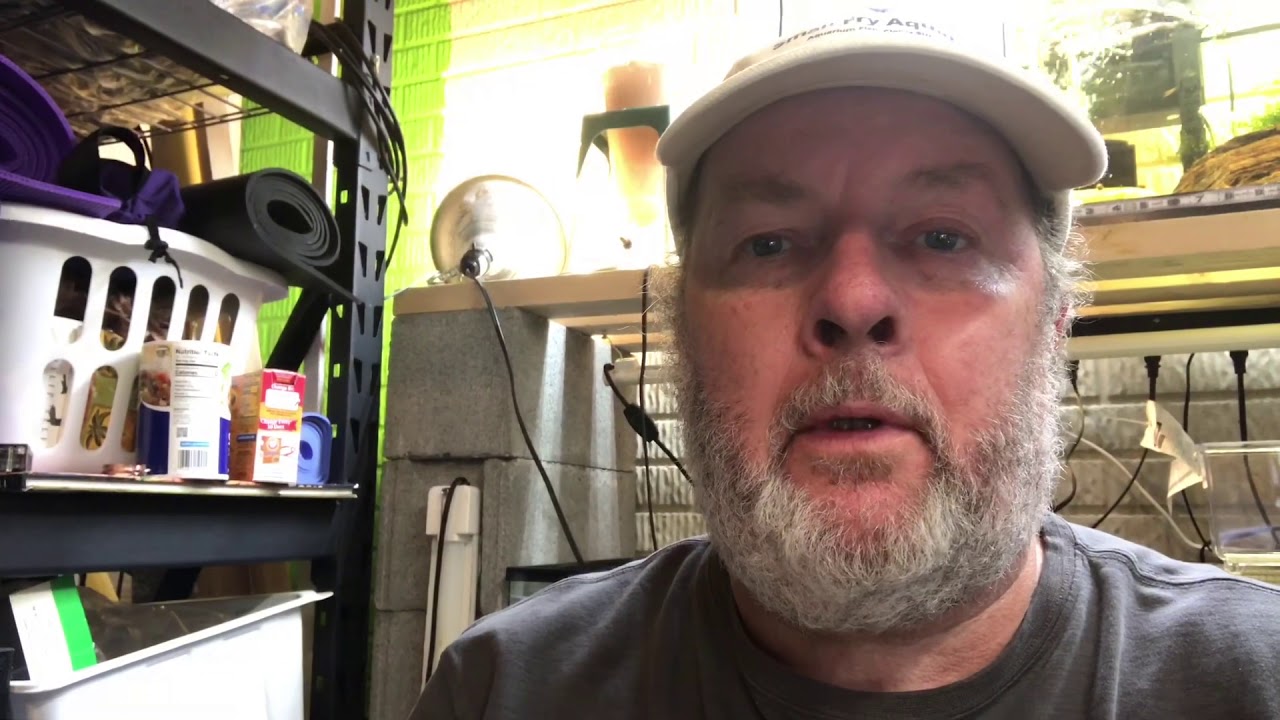 Epic Unboxing! Championship Show Guppies - Stephen Kwartler