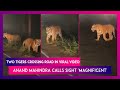 Anand Mahindra shares viral video of two tigers crossing road at night