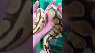 Super Enchi HI OD Ball Python