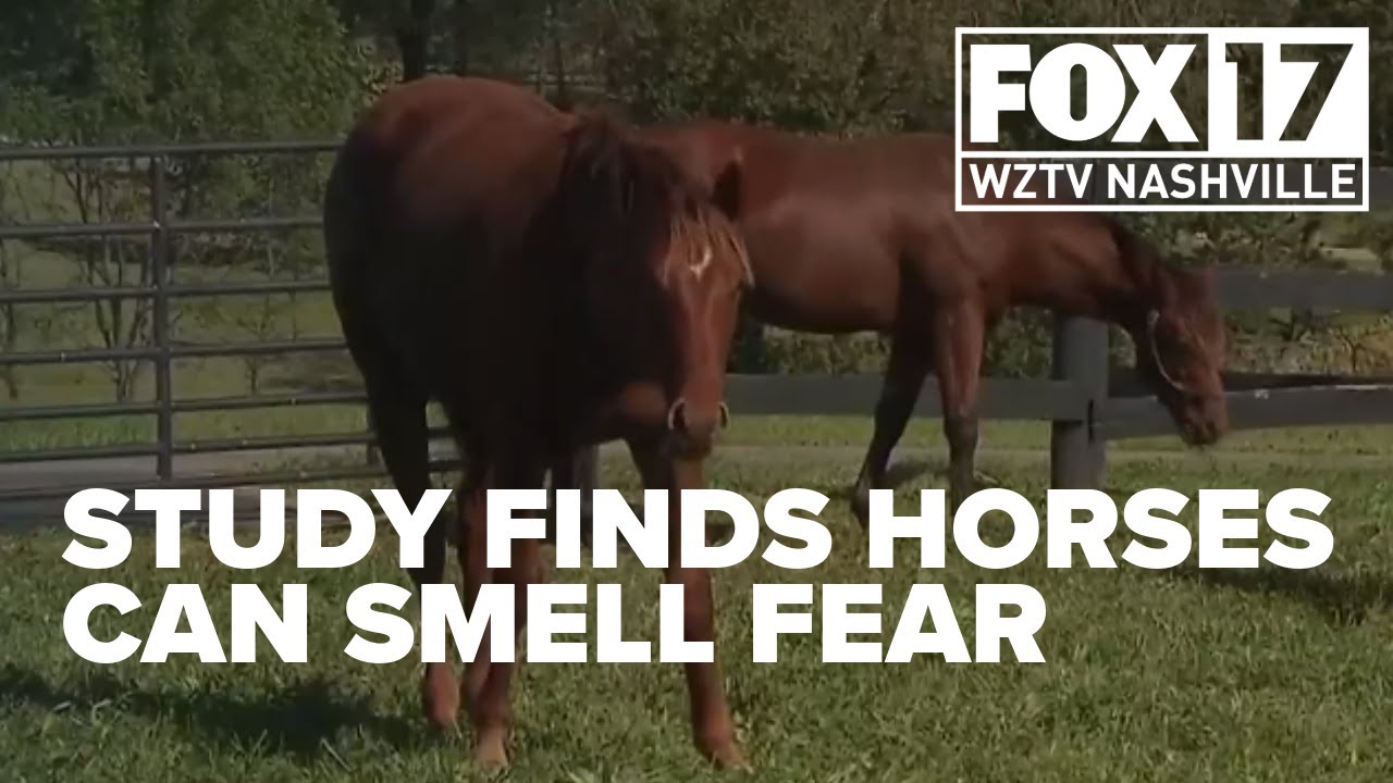 New study reveals horses can smell our fear
