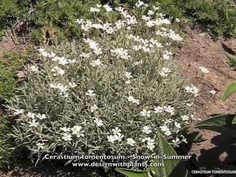 Video: Cerastium Silver Matta: Hur man odlar snö i sommarväxter