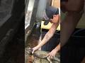 Ragnar odia estar encerrado en una caja #viral #shorts #fyp #reptilesofyoutube #reels #foryou