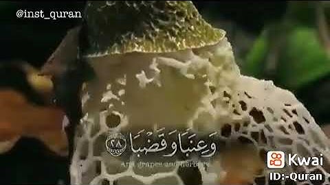 استمع للقران الكريم ولا تهرب منه