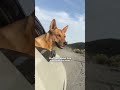 Woman Goes On Vacation To Barbados And Comes Home With A Puppy | The Dodo