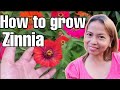 HOW TO GROW ZINNIA | GROWING ZINNIA FROM FLOWERS | EASY TO GROW ZINNIA