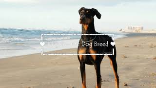 My Favorite Dog Breed(Doberman) by Be You 94 views 5 years ago 2 minutes, 49 seconds