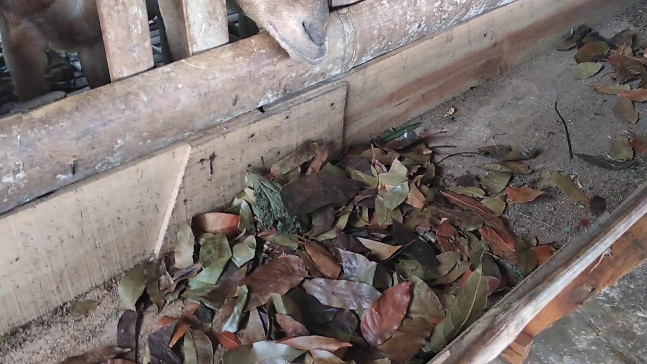 Pemanfaatan limbah daun kering di pekarangan untuk pakan 