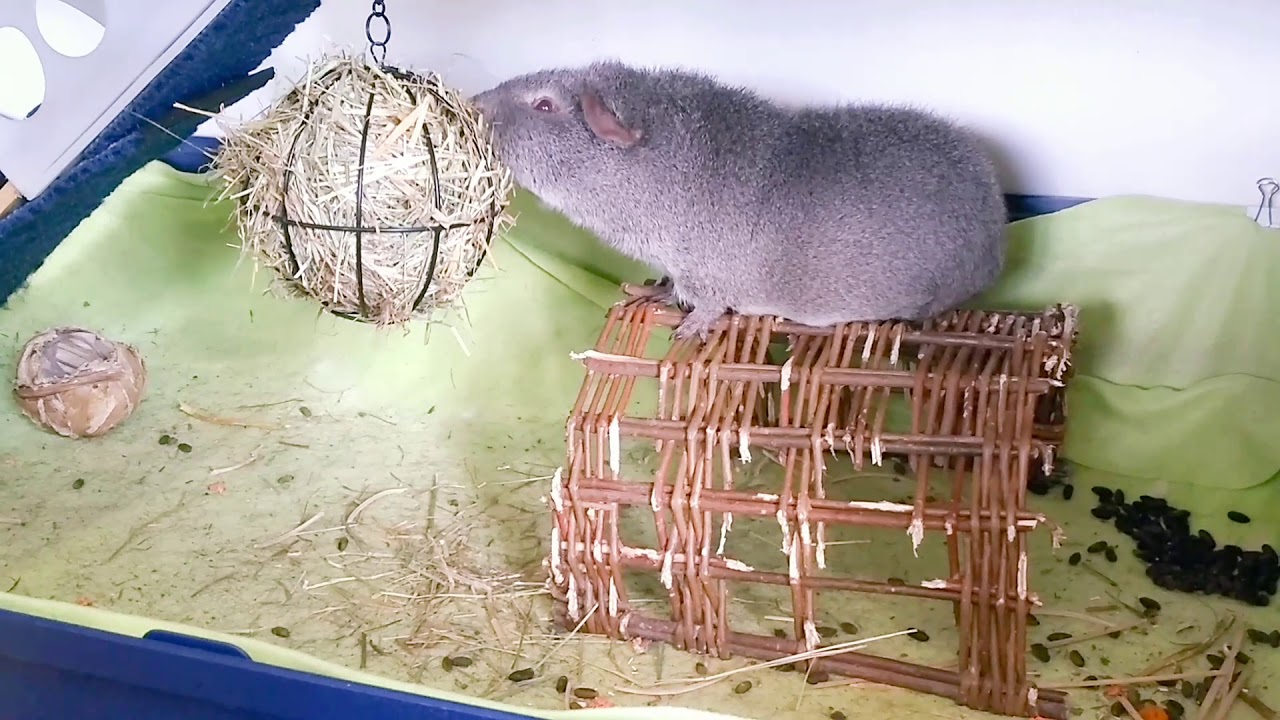 Guinea Pig Wire Ball Hay Feeder Youtube