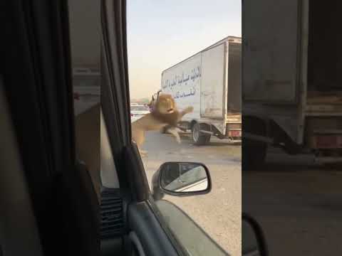 هروب اسد من كوبري اكتوبر