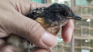 𝘽𝙊𝙉𝙂𝙆𝘼𝙍𝘼𝙉 𝙈𝙐𝙍𝘼𝙄 𝙏𝙍𝙊𝙏𝙊𝙇𝘼𝙉 𝘿𝘼𝙉 𝙆𝙀𝙉𝘼𝙍𝙄 𝘼𝘿𝘼 𝙏𝙊𝙈𝙋𝙀𝙇 𝘿𝙄 𝙇𝙀𝙃𝙀𝙍𝙈𝙐